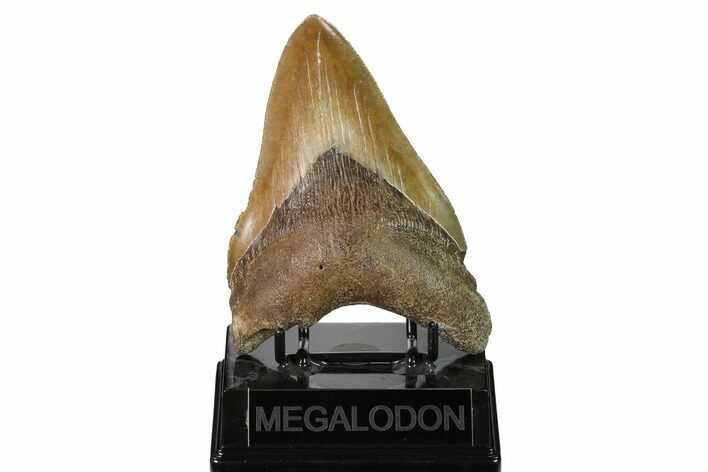 Tan, Fossil Megalodon Tooth - South Carolina #171118